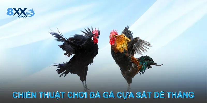 Chiến thuật chơi Đá gà cựa sắt dễ thắng