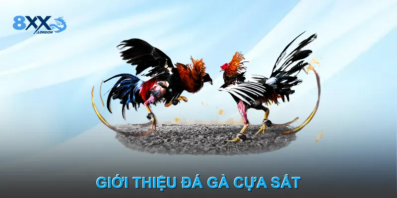 Giới thiệu đá gà cựa sắt