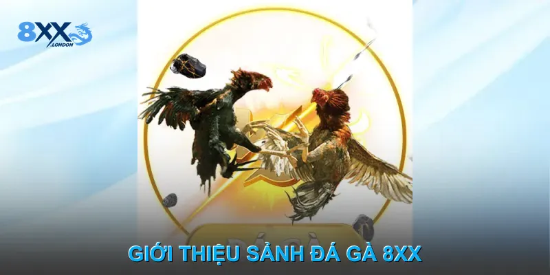 Giới thiệu sảnh Đá gà 8XX Giới thiệu sảnh Đá gà 8XX